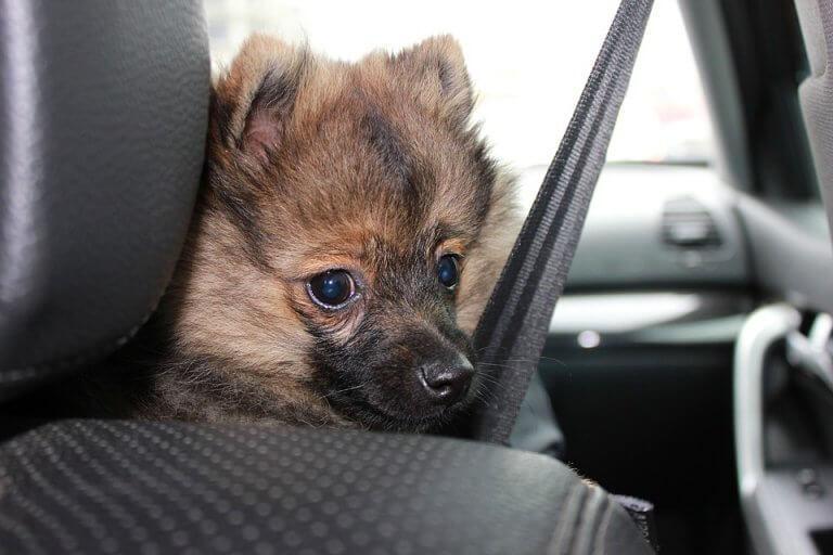 Cachorro no carro Cachorro no carro