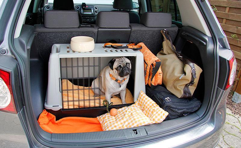 Cachorro no carro - caixa Cachorro no carro - caixa